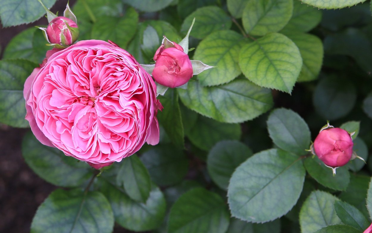 Роза пионовидная розовая куст