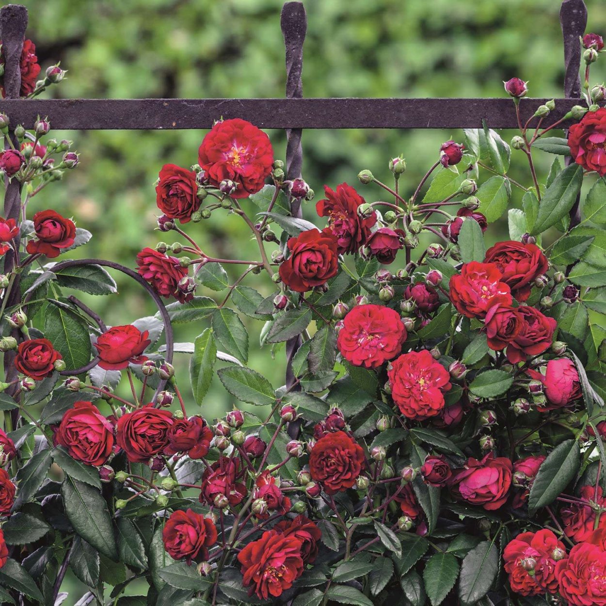 Роза Старлет Роуз Лола плетистая