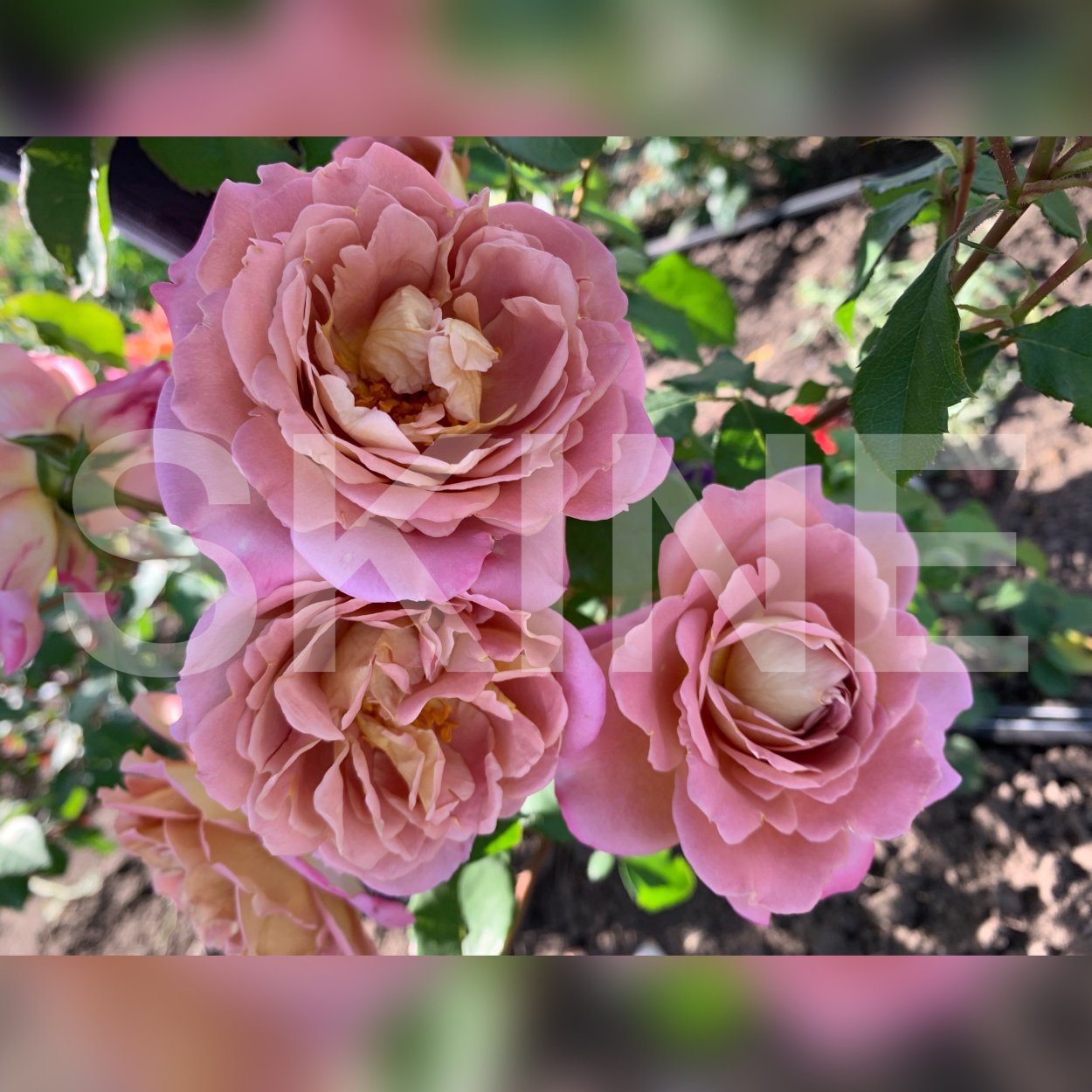 Роза Брауни США