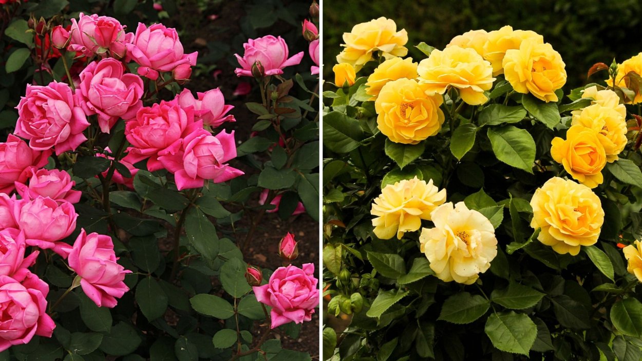 Роза Брауни плетистая