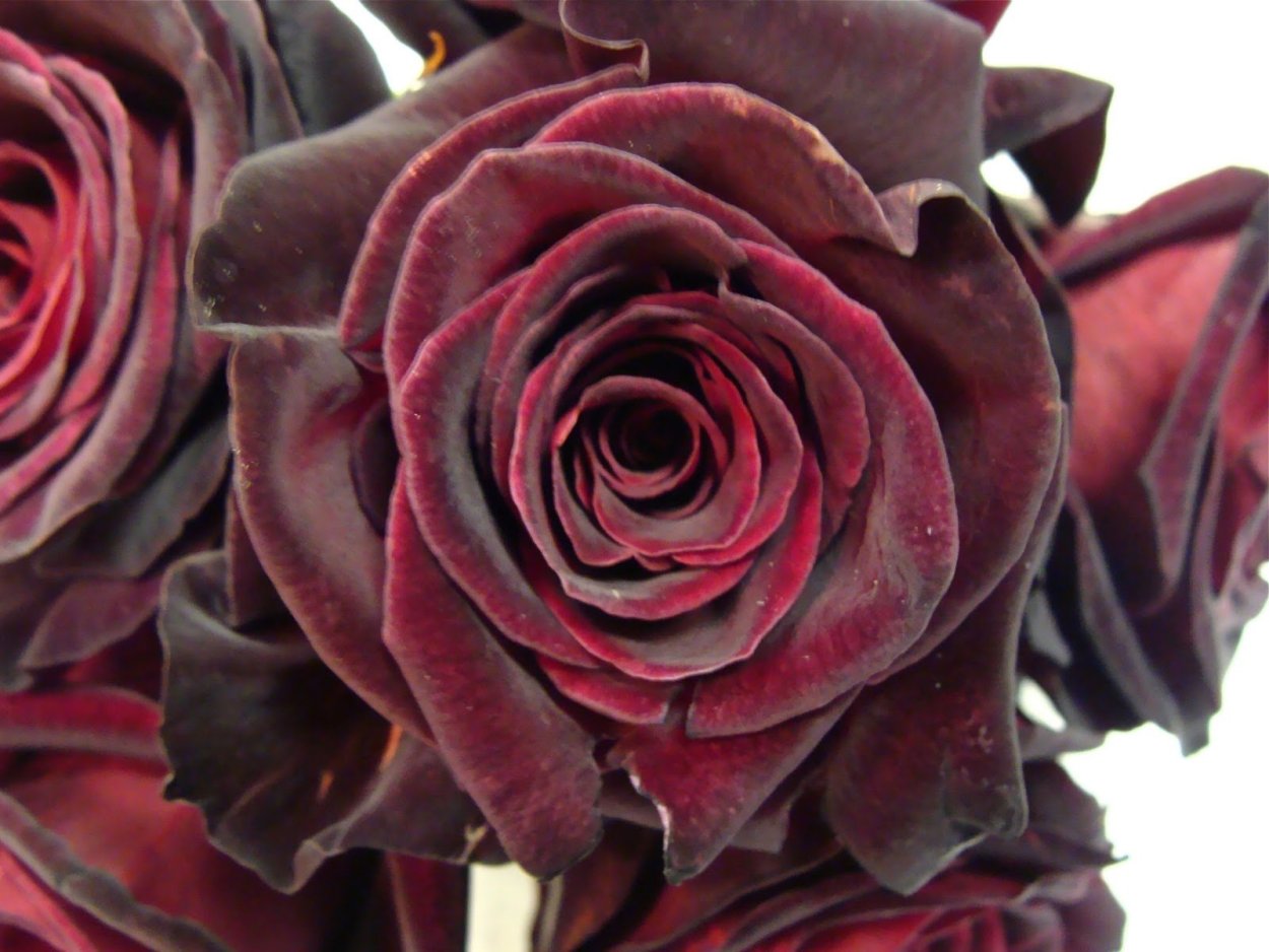 Роза Блэк Бонито