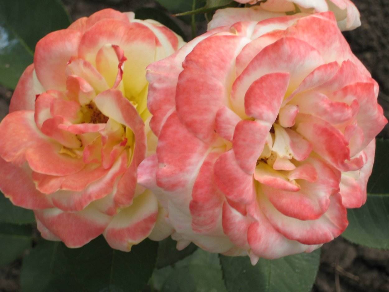 Роза плетистая "Брауни" (Brownie)