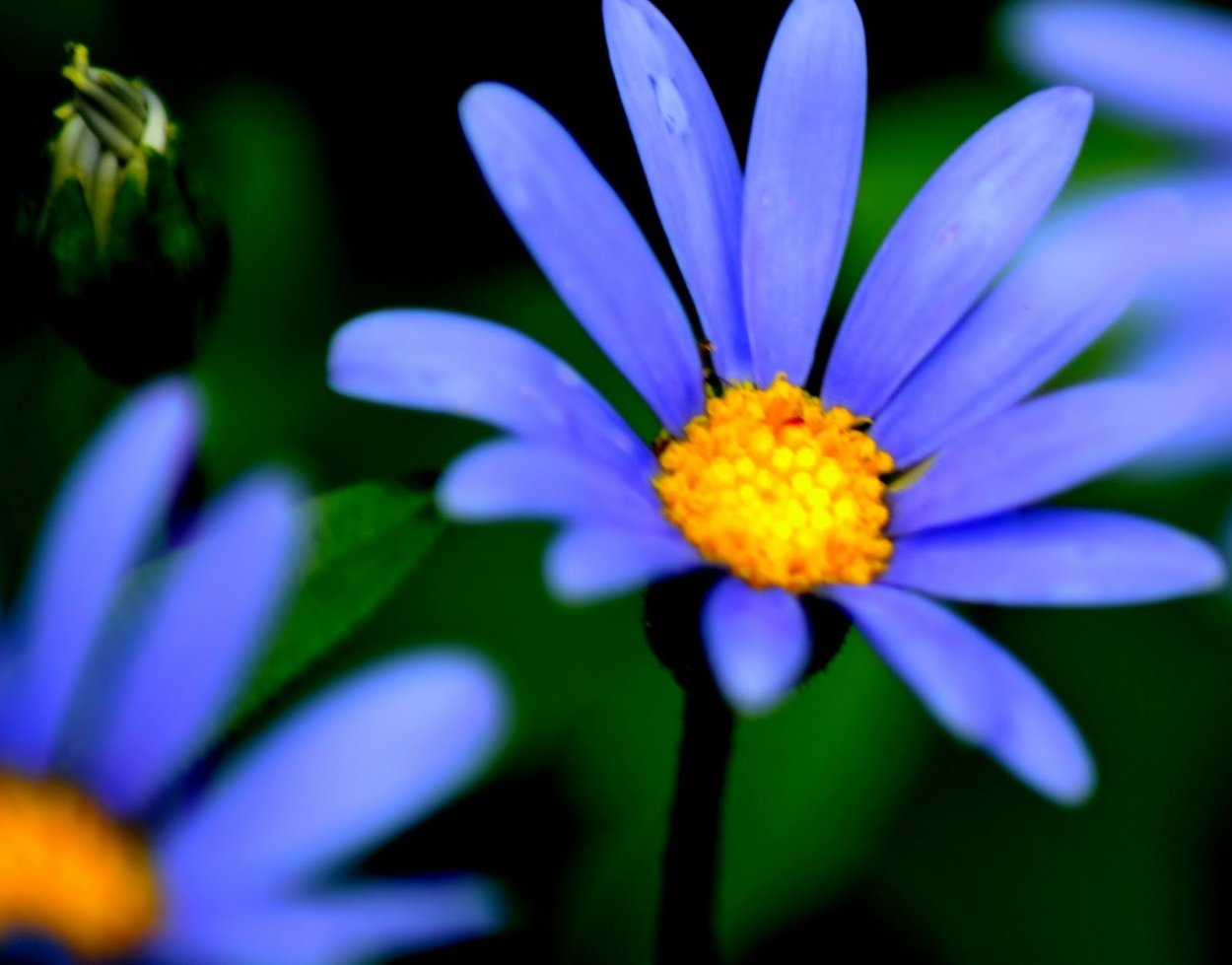 Blue Daisy цветок