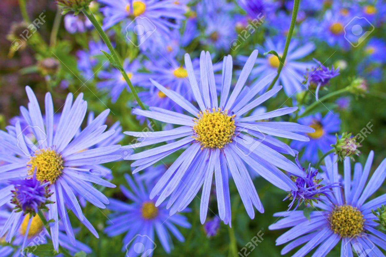 Голубой огонь с ромашками