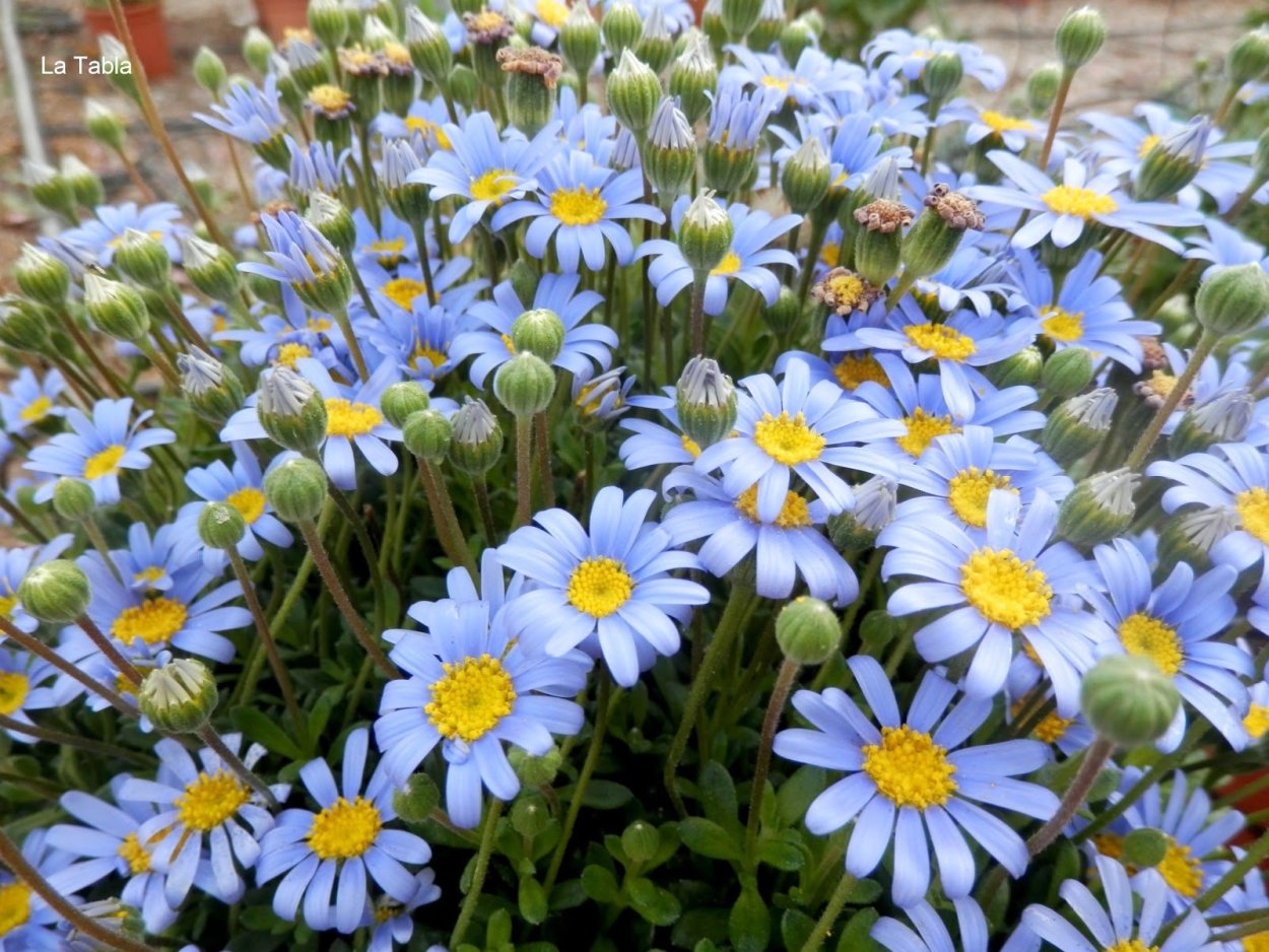 Фелиция амеллусовидная