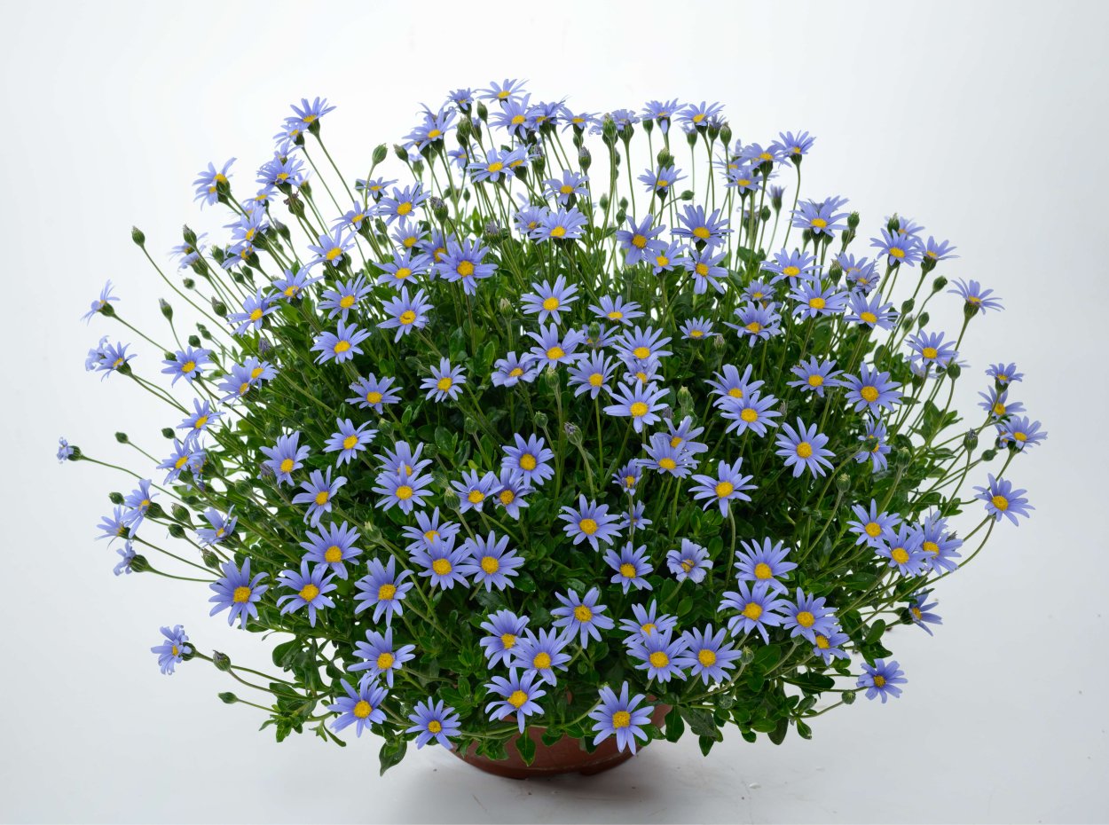 Голубая Ромашка Фелиция