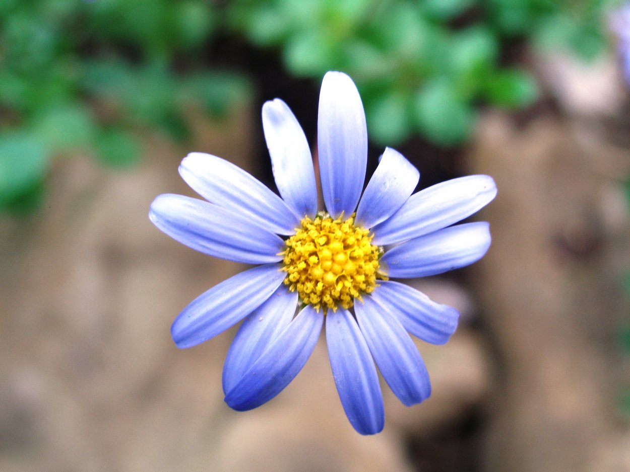 Голубая Ромашка Фелиция