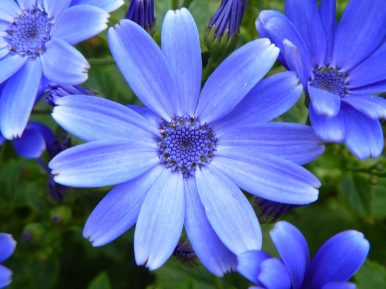 Синяя Ромашка Фелиция