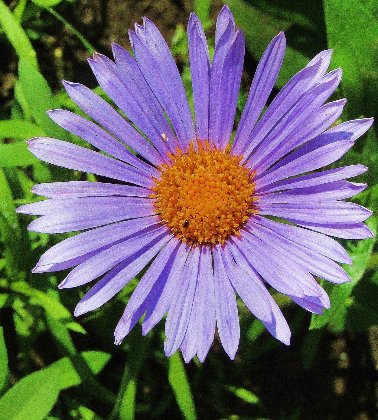 Синяя Ромашка Фелиция