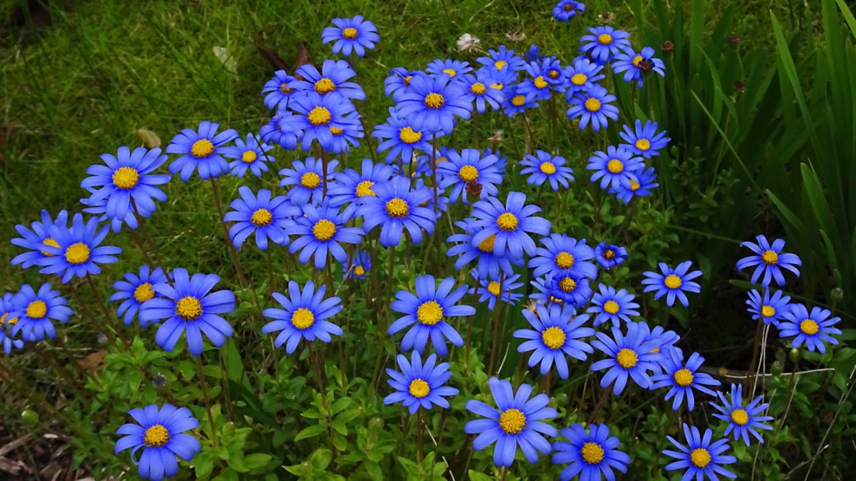 Фелиция амеллусовидная синяя