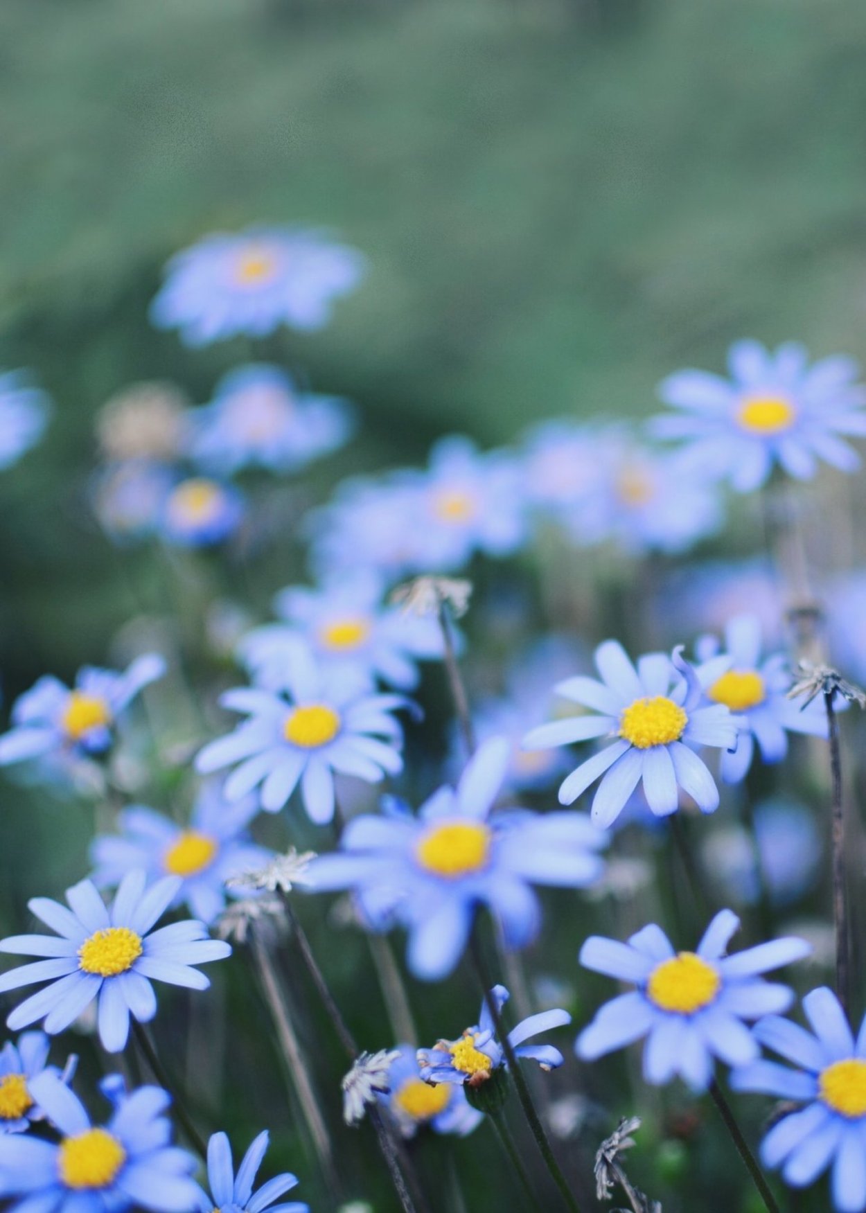 Голубая Ромашка Фелиция