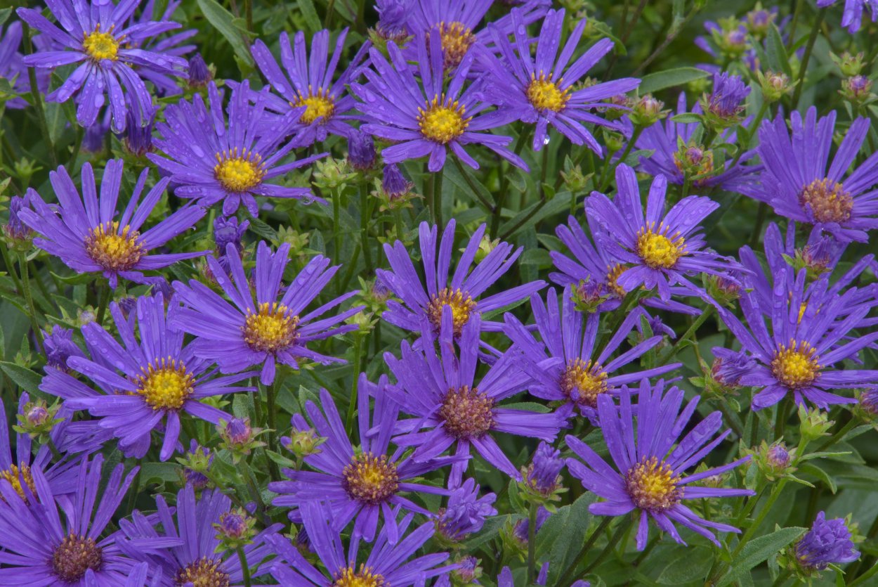 Астра многолетняя Рудольф Гете