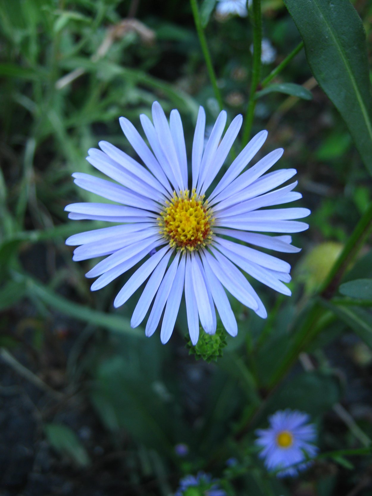 Астра кустарниковая 'Marjorie'