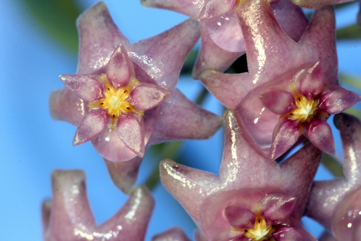 Хойя Sarawak Pink