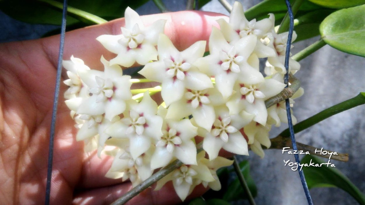 Хойя лакуноза Сноу капс