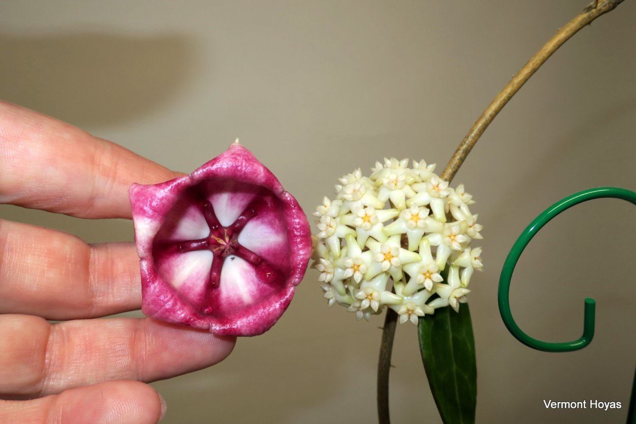 Hoya SP. EPC-610 aff. Acuta