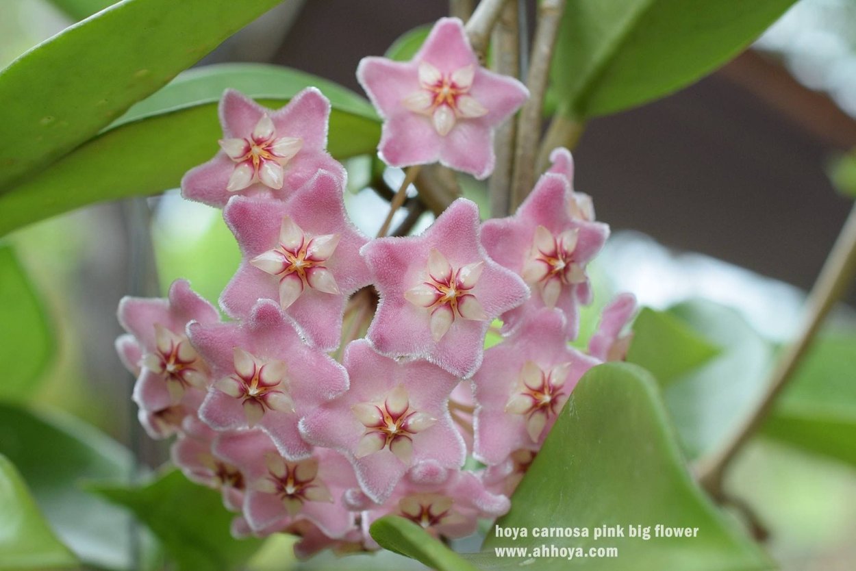 Хойя Карноза Пинк