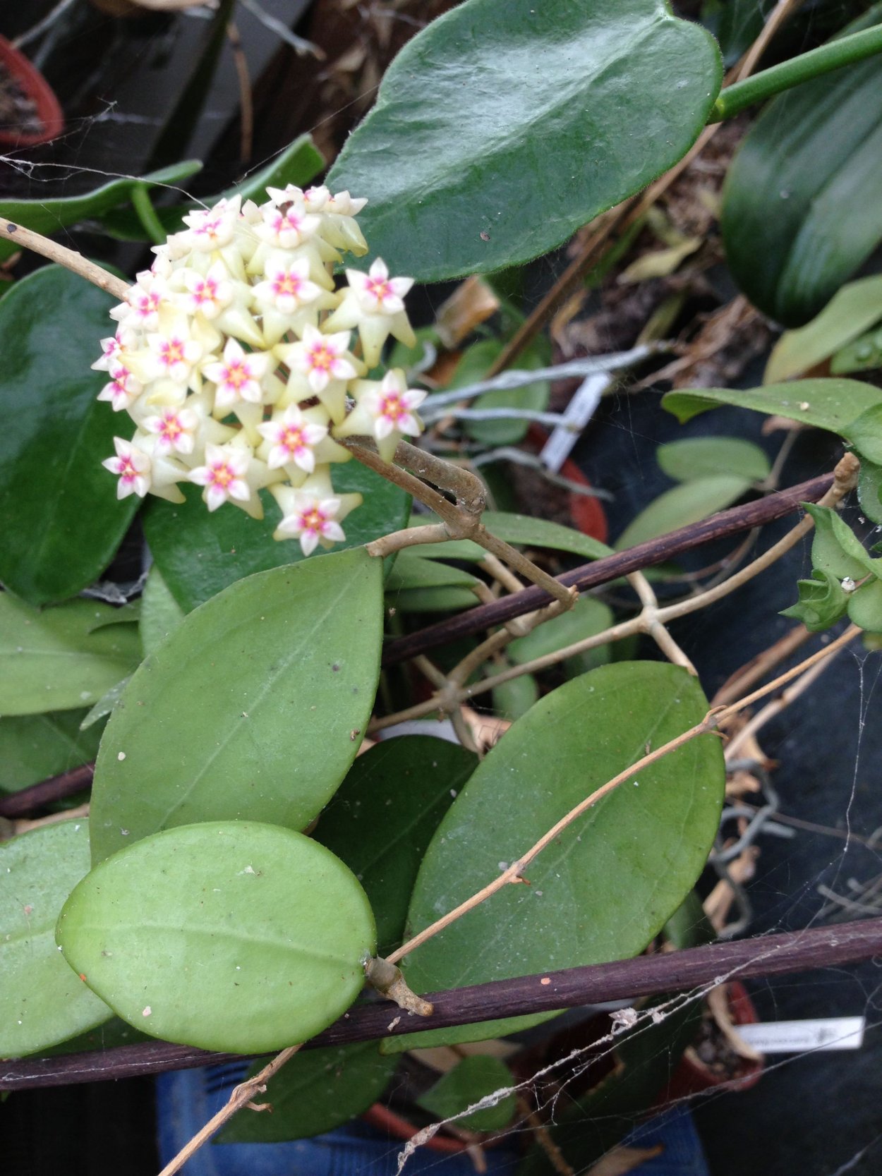 Хойя Акута Hoya acuta