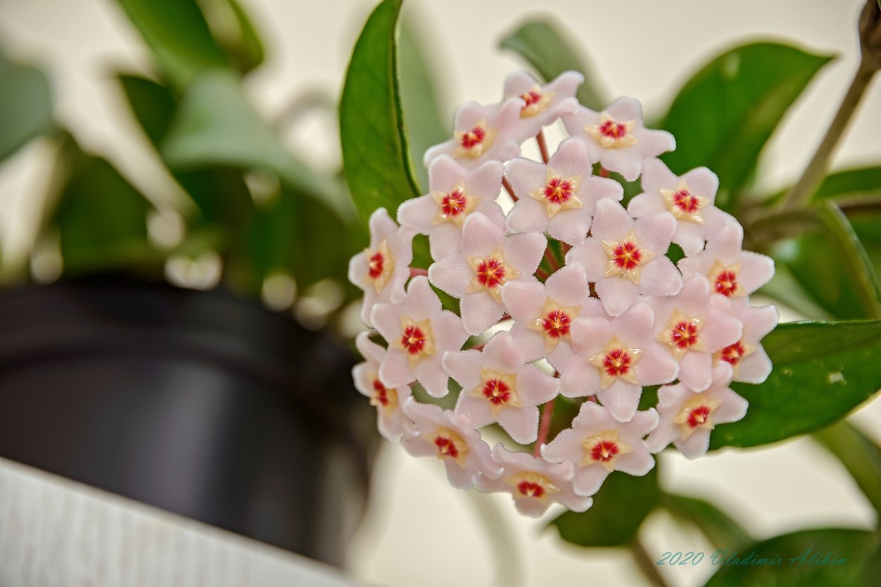 Хойя lipthophytica