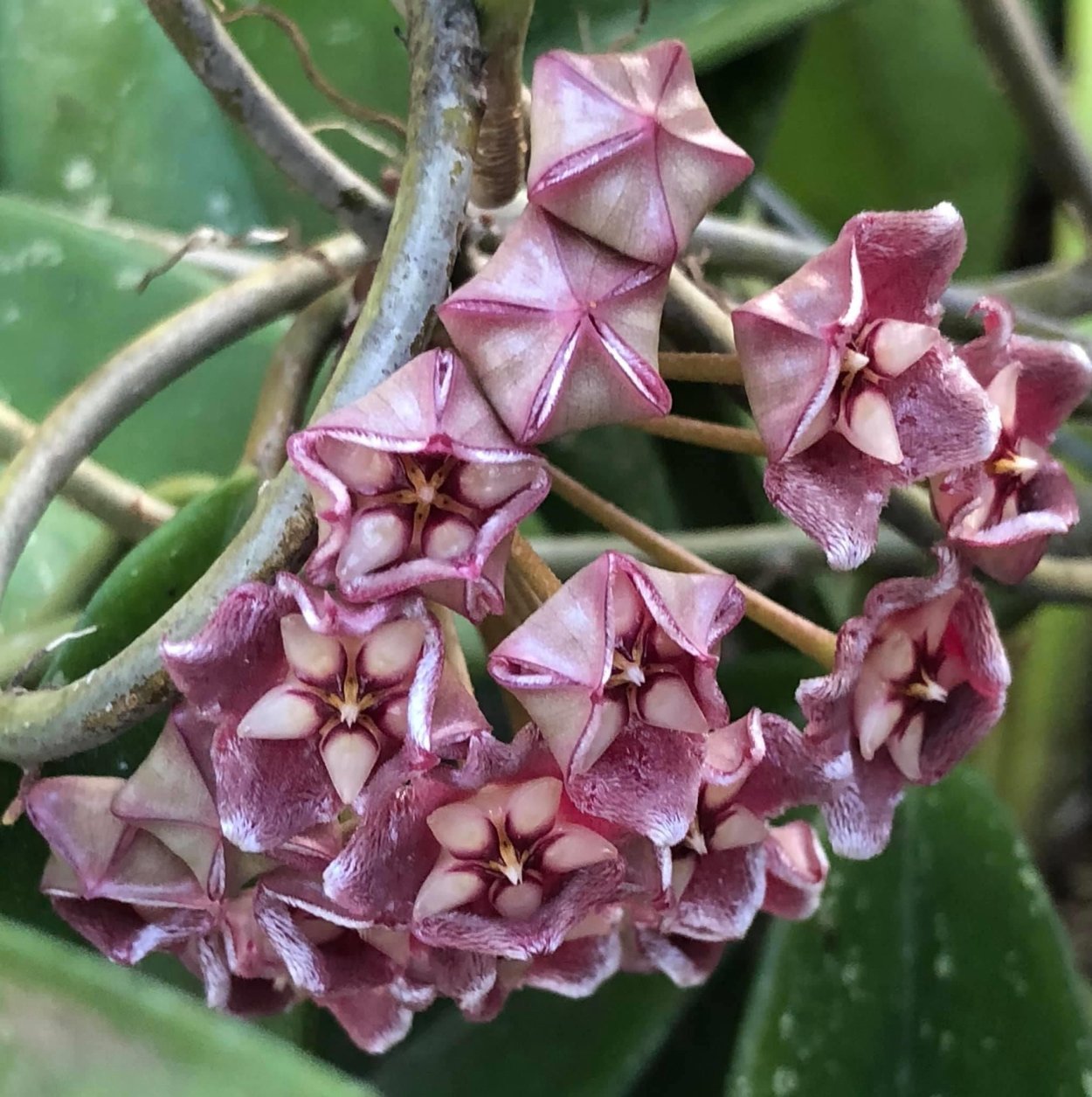 Хойя Пубикаликс Сильвер