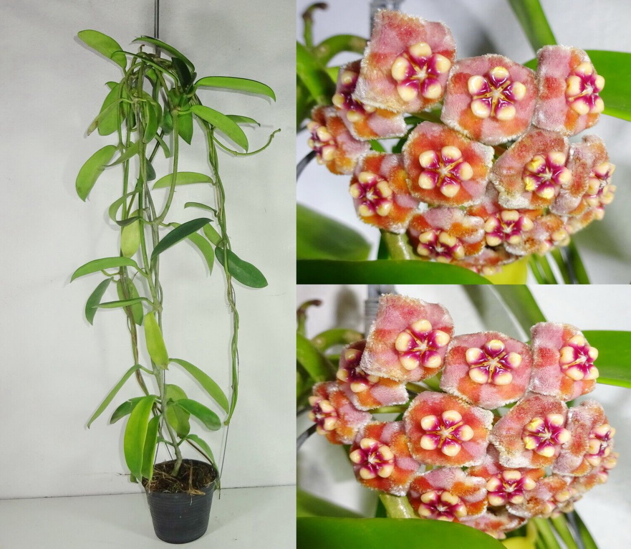 Хойя Бьякенсис Hoya sp. Biakensis