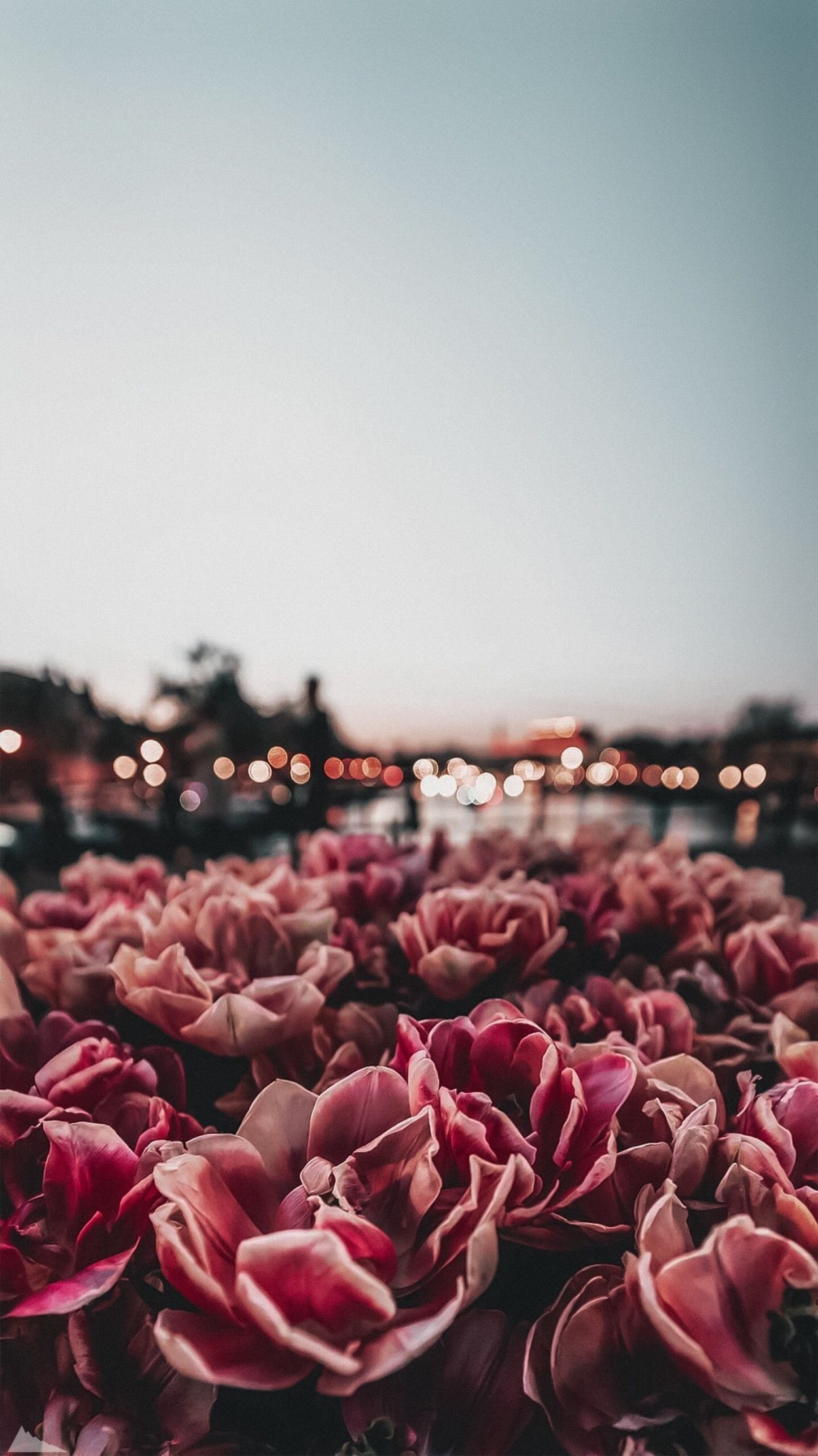 Цветы на айфон