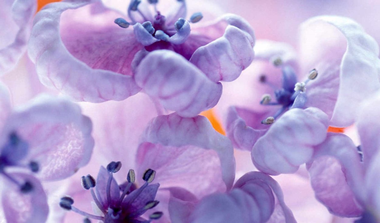 Нежные сиреневые цветы