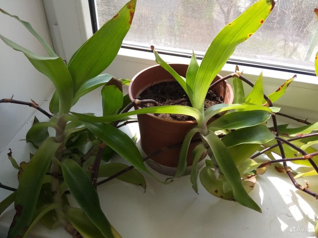 Золотой ус на даче