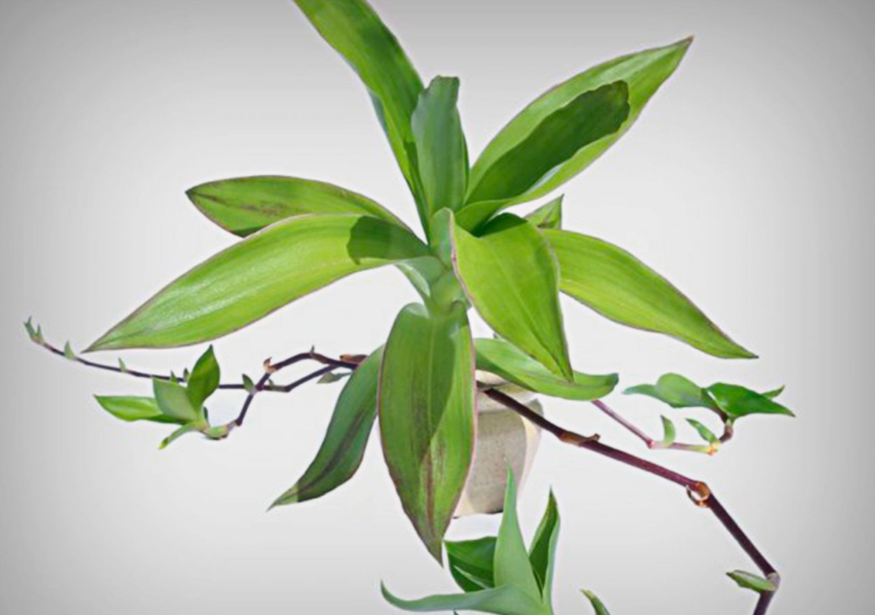 Традесканция золотой ус