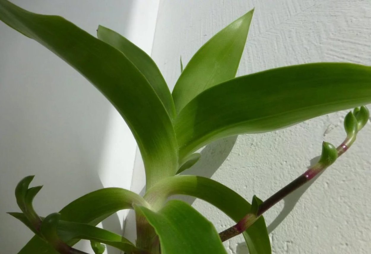 Каллизия душистая