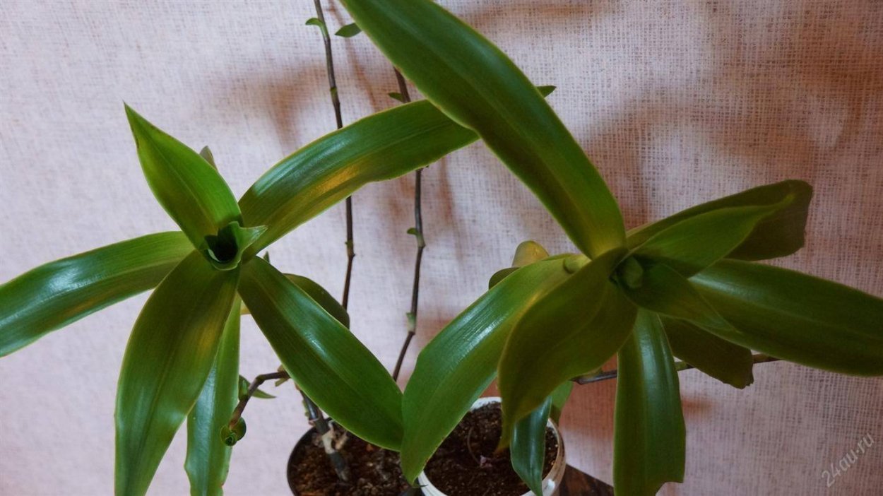 Золотой ус красный