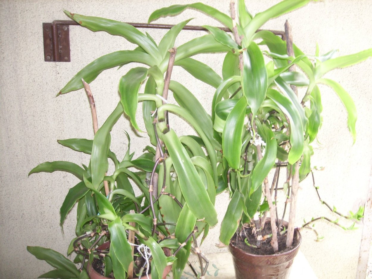 Каллизия золотой ус