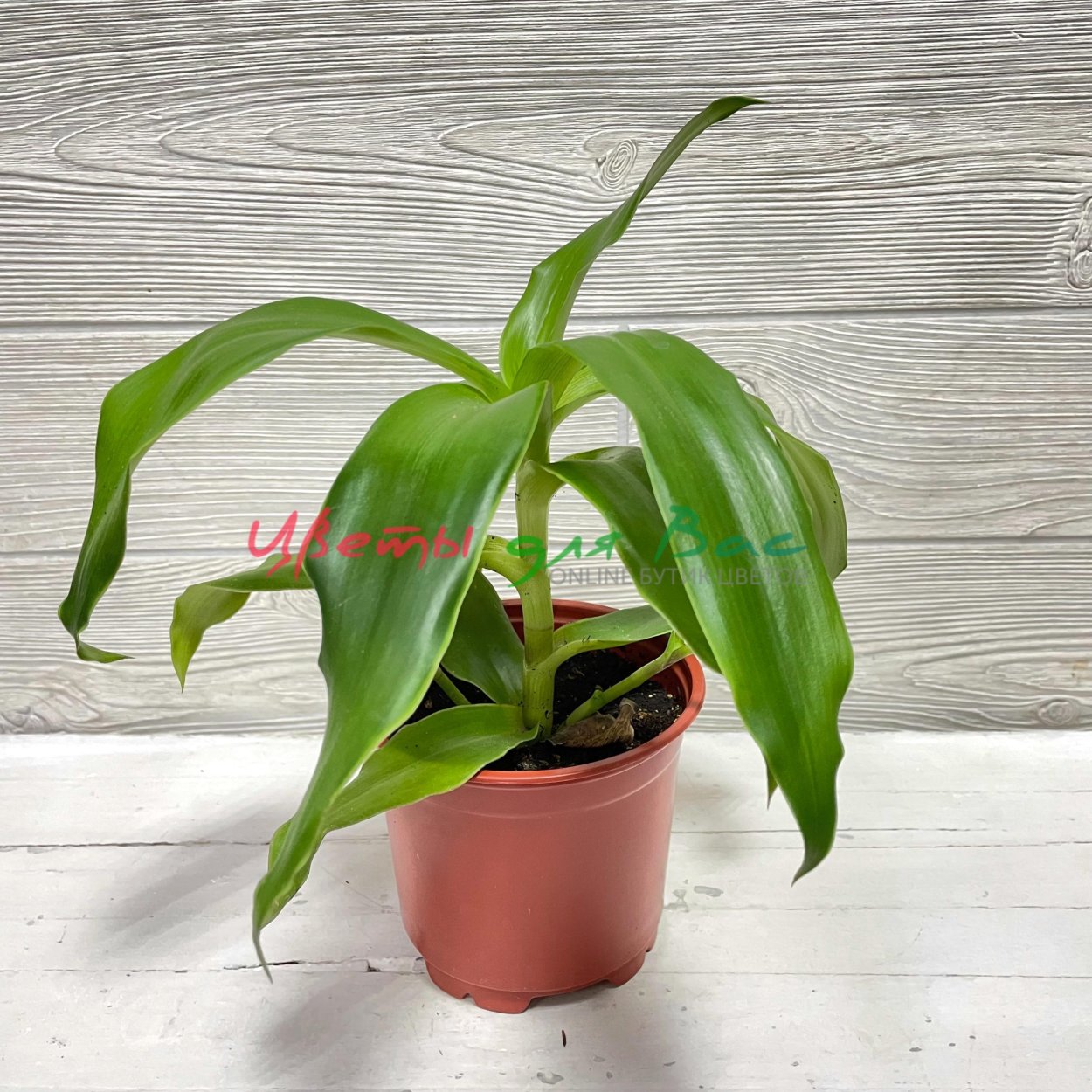 Дихоризандра и золотой ус отличия