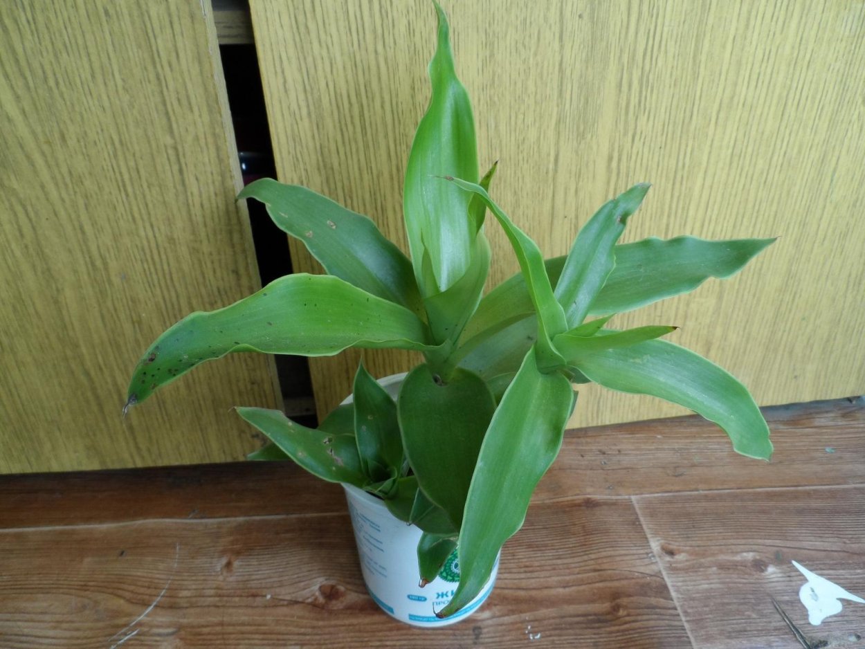 Каллизия душистая в горшке