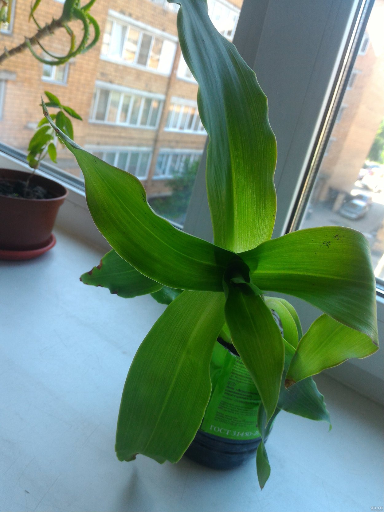 Каллизия золотой ус