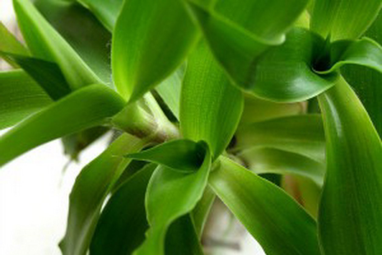 Каллизия золотой ус