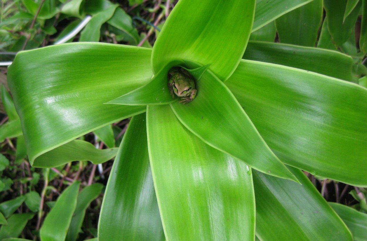 Растение каллизия золотой ус