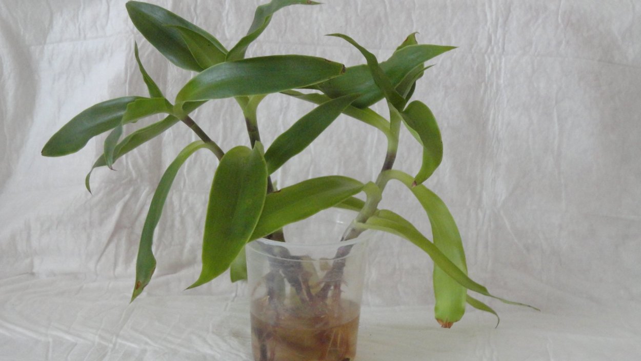 Золотой ус черенок