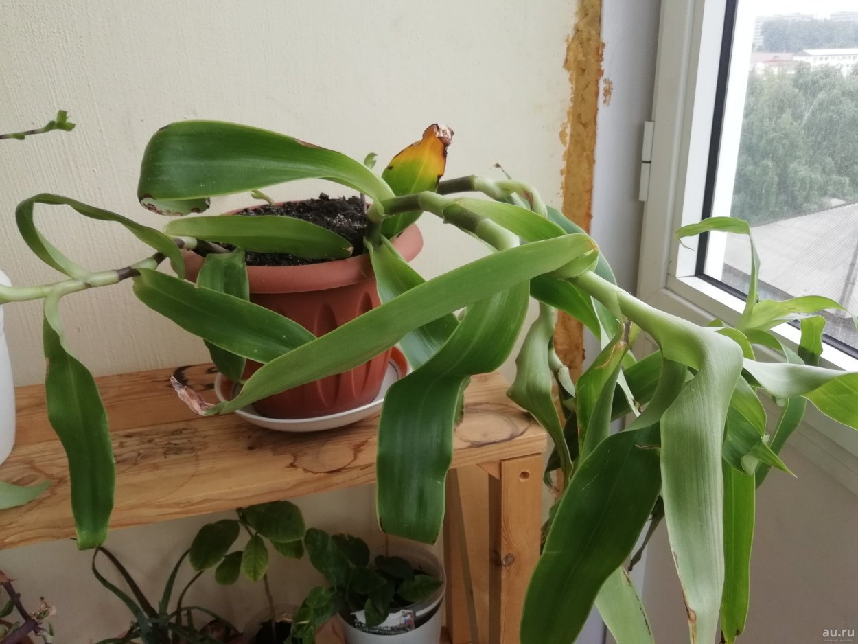 Цветок похожий на золотой ус