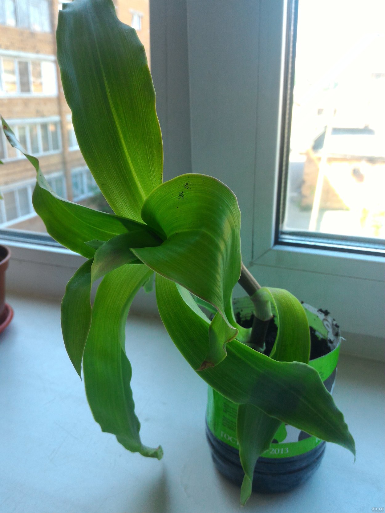 Золотой ус цветок