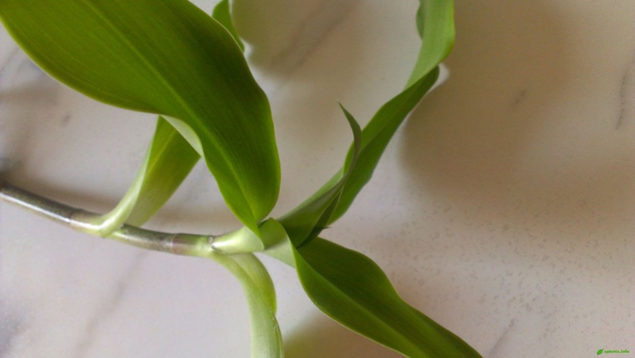 Традесканция или золотой ус