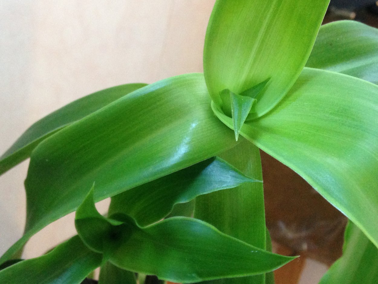 Каллизия душистая