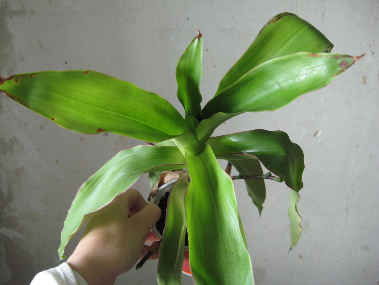 Золотой ус вариегатный