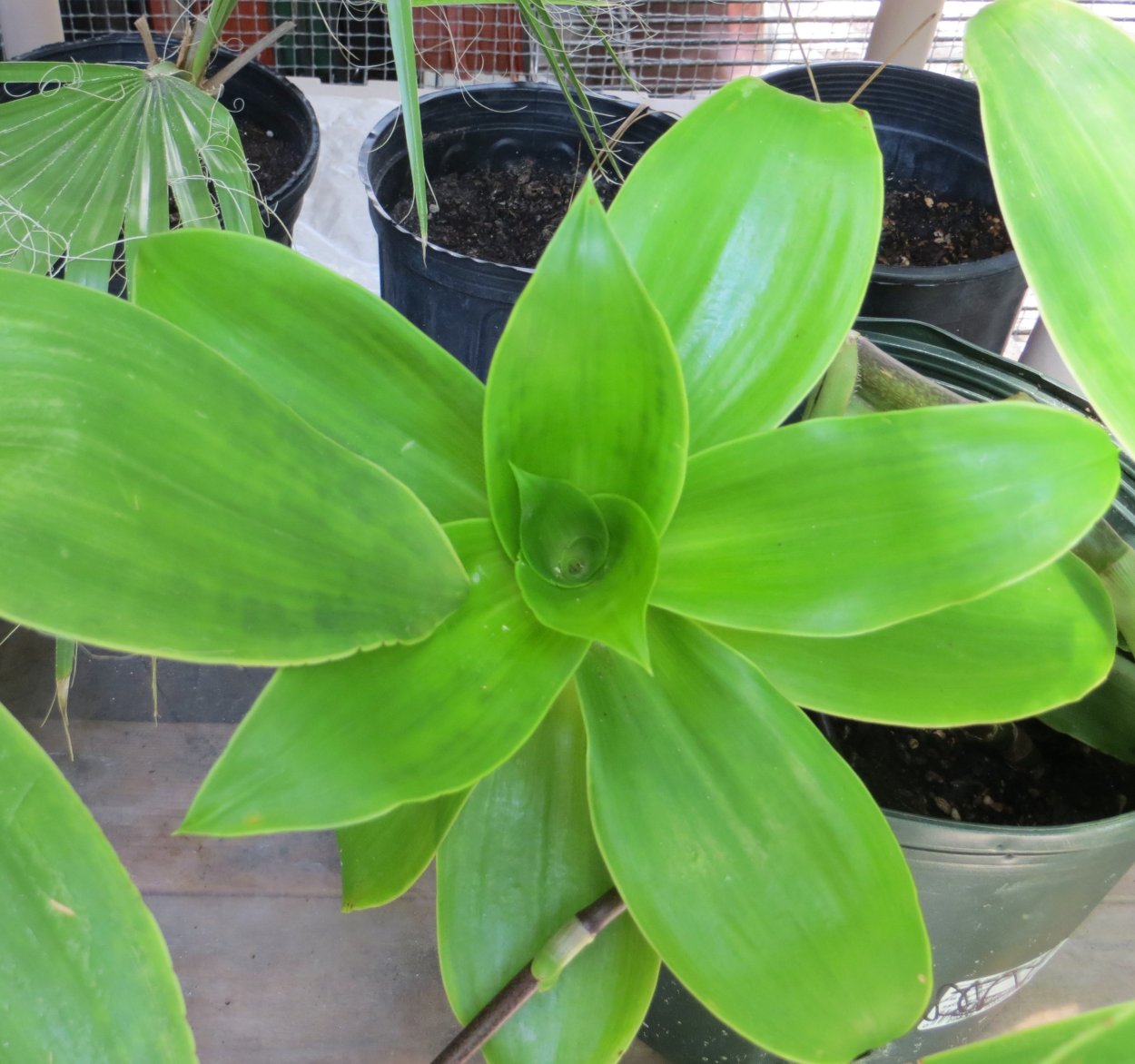 Каллизия золотой ус