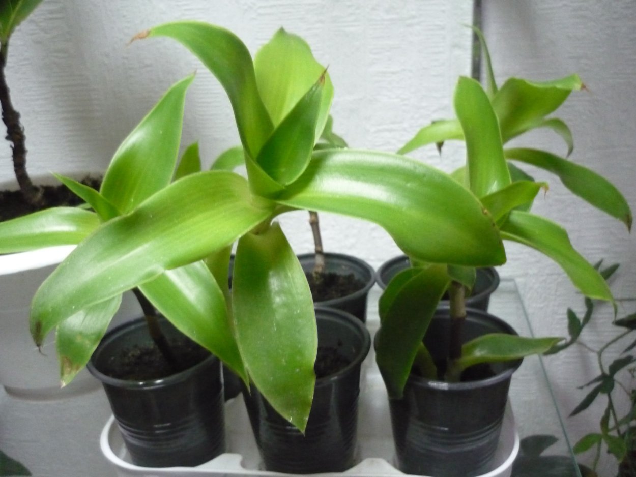 Каллизия душистая или золотой ус Цветущий