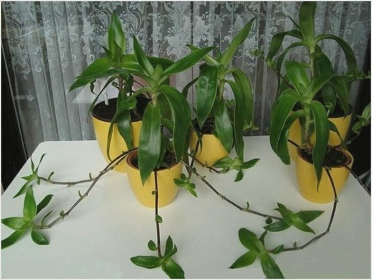 Золотой ус растение