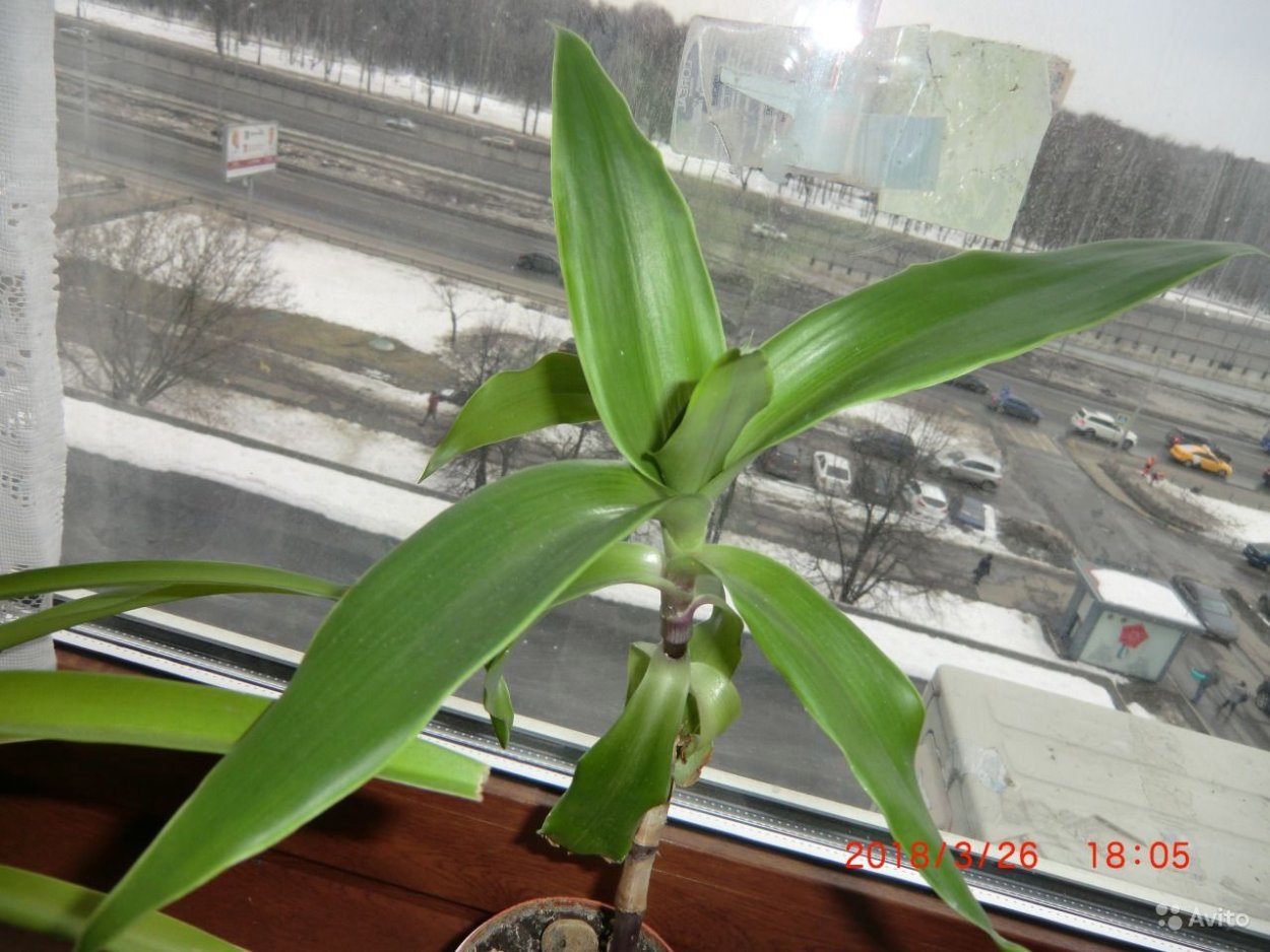 Кедрова золотой ус