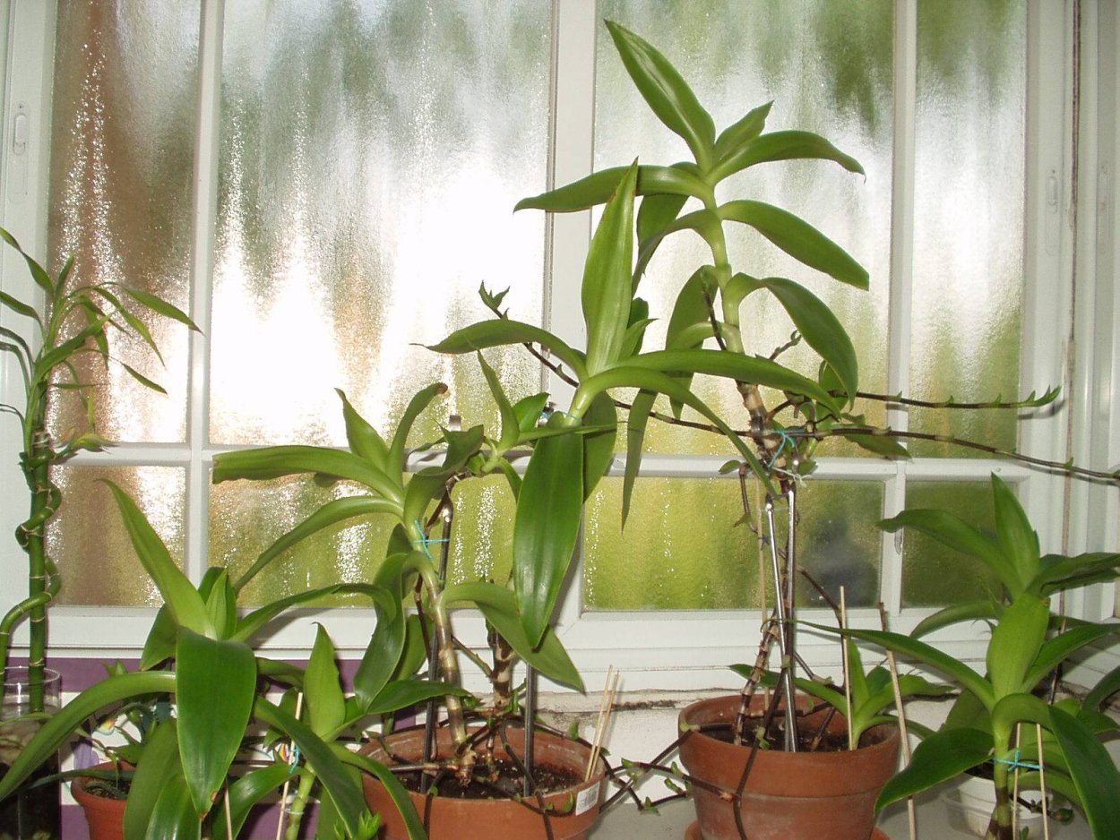 Золотой ус растение