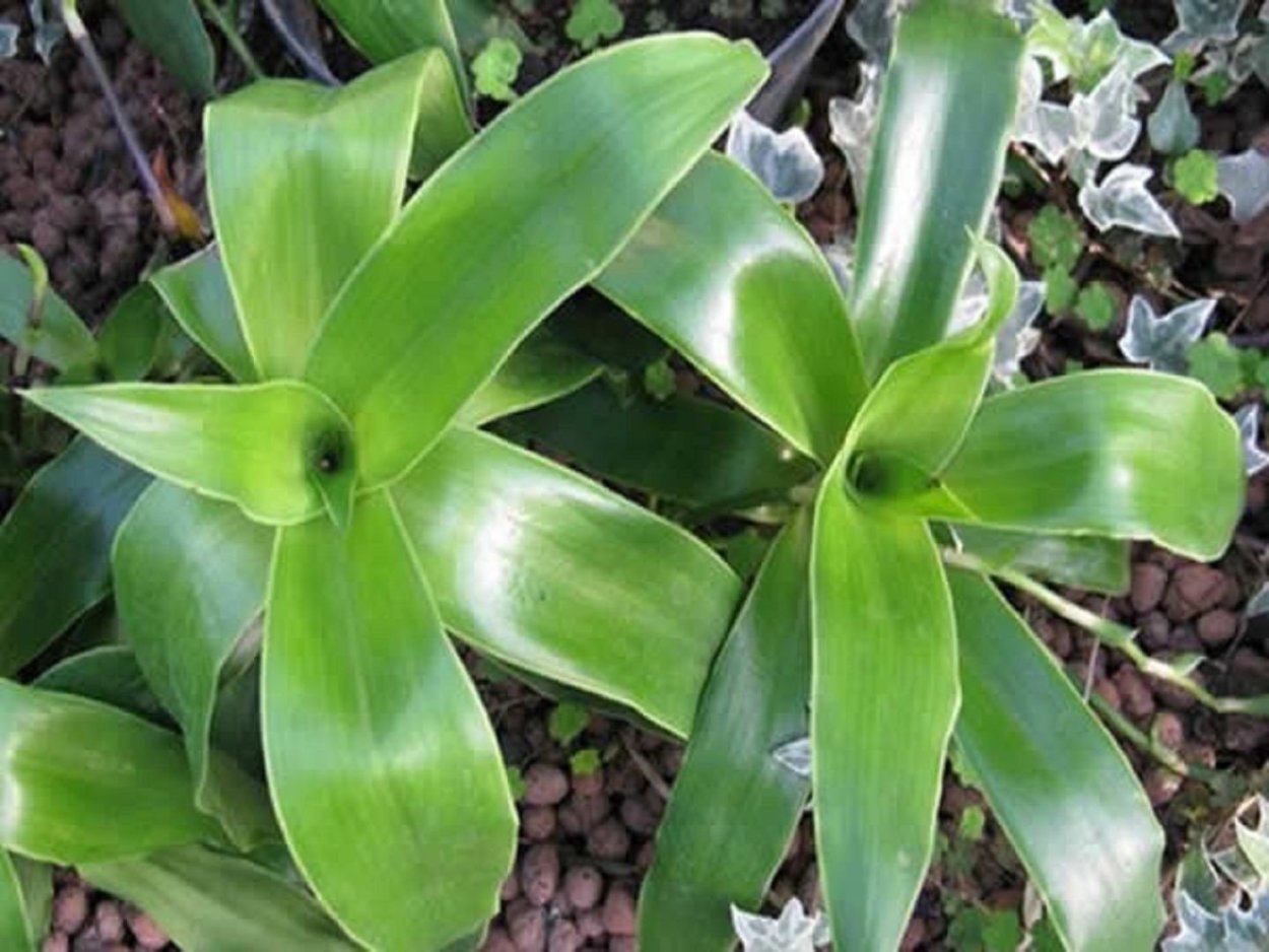 Каллизия золотой ус цветок