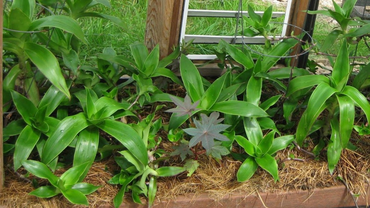 Каллизия золотой ус